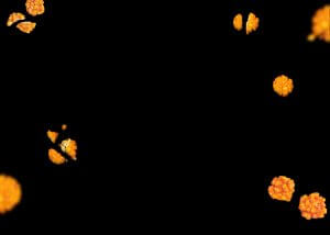 bg-crispies
